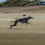 Greyhound