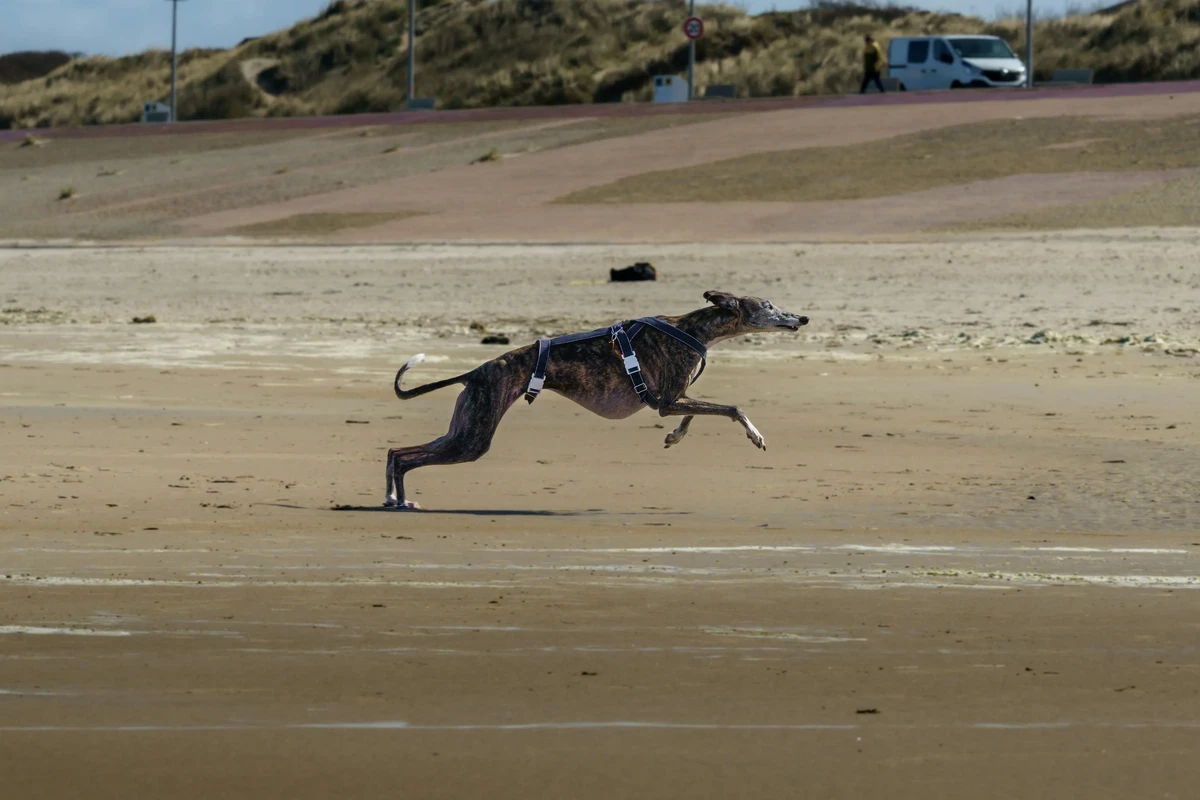 Greyhound