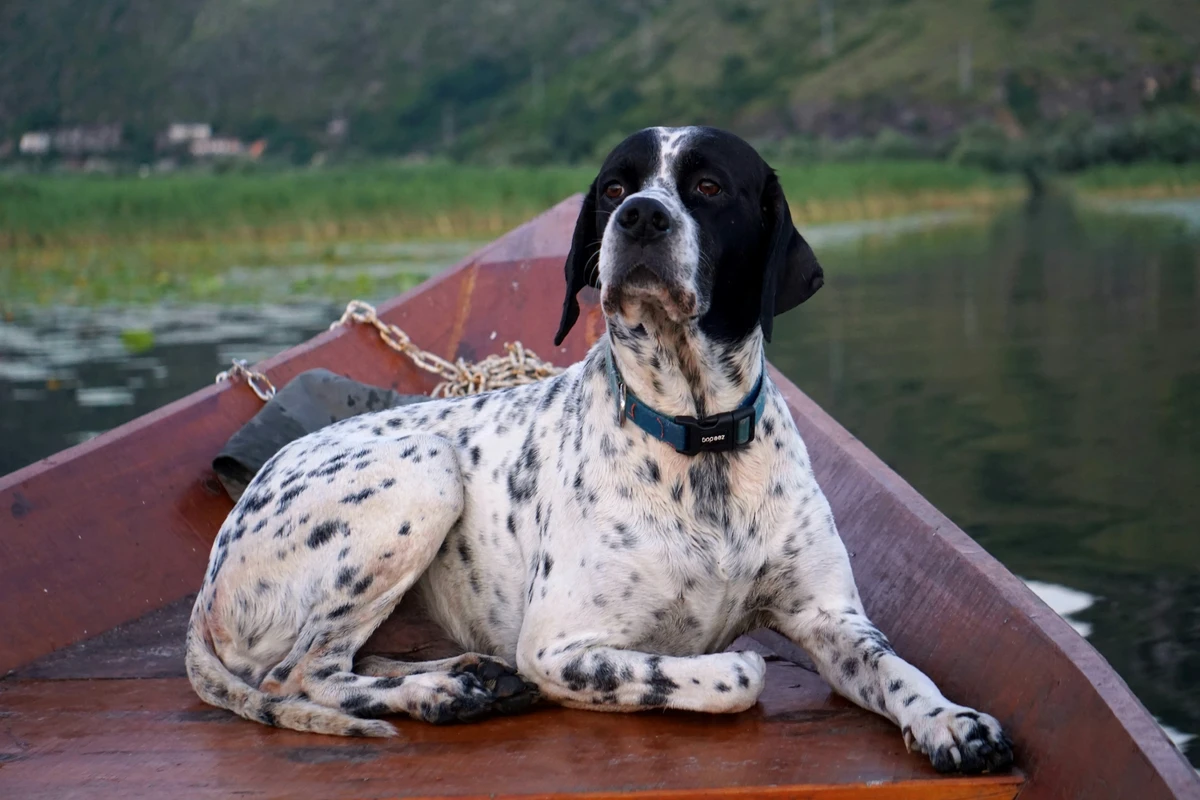 Englischer Pointer