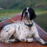 Englischer Pointer