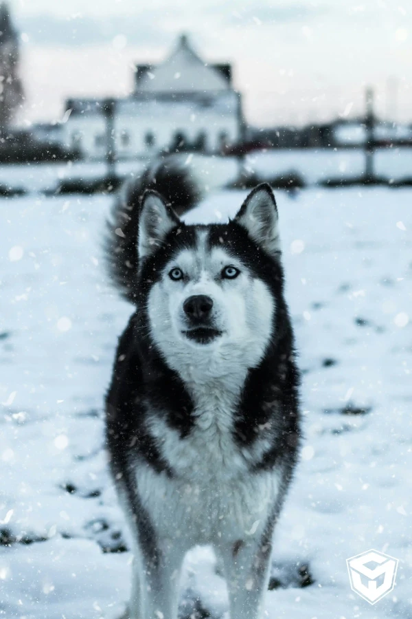 Siberian Husky