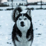 Husky siberiano