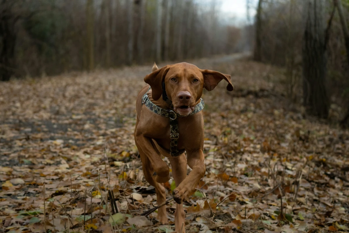 Kurzhaariger Ungarischer Vorstehhund (Vizsla)