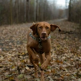 Kurzhaariger Ungarischer Vorstehhund (Vizsla)
