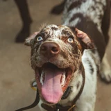 Perro leopardo de Catahoula