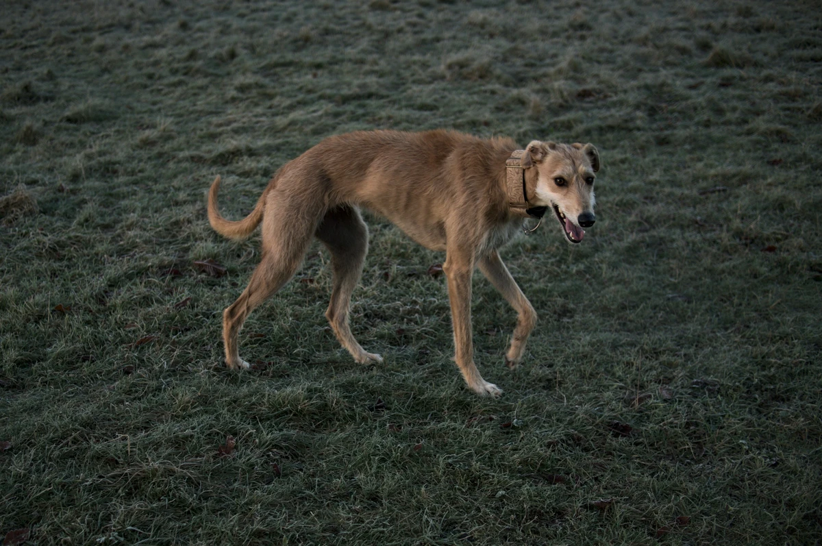 Saluki