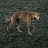 Saluki