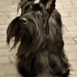 Terrier escocés