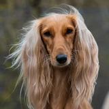Sabueso afgano