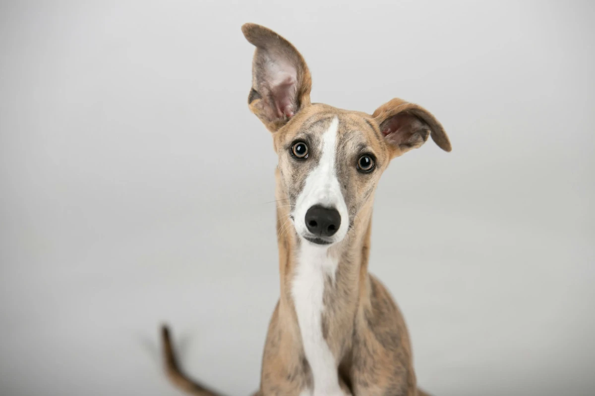 Italian Sighthound