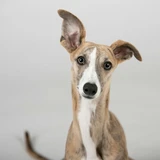 Galgo italiano