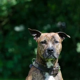 Staffordshire terrier americano
