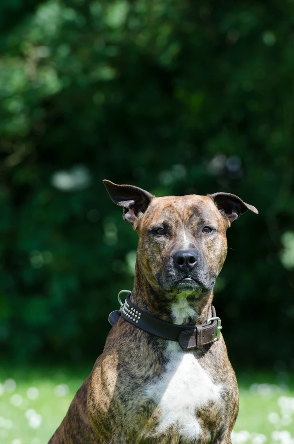 Staffordshire terrier americano